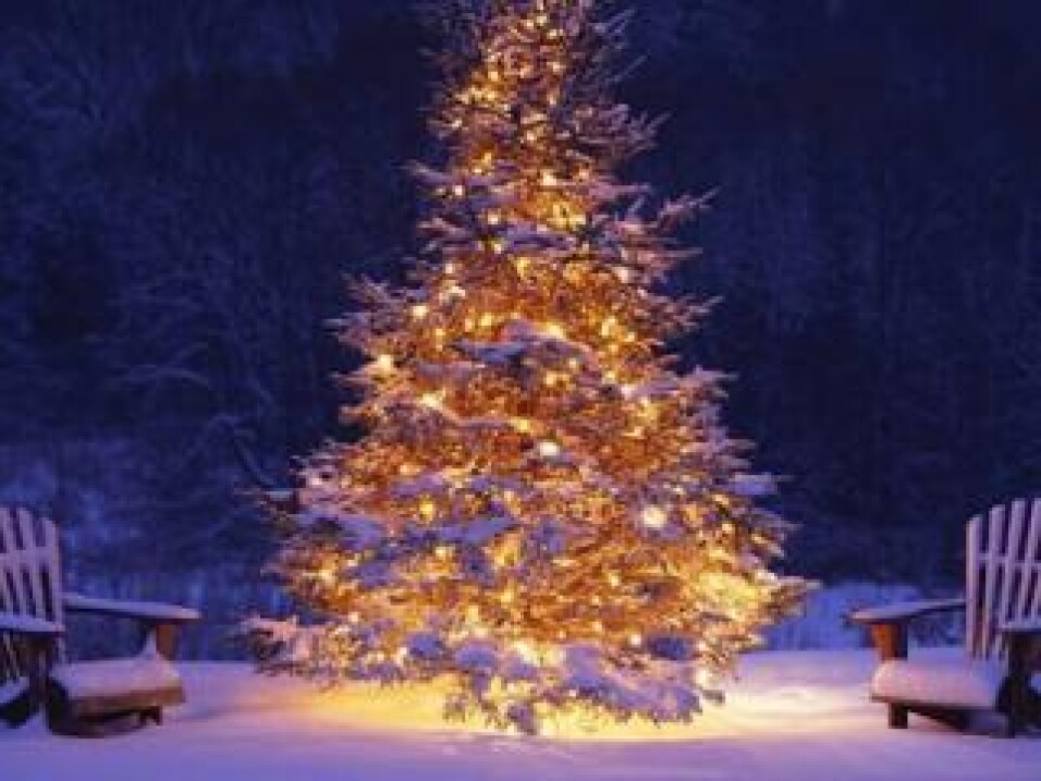 choinka bożonarodzeniowa